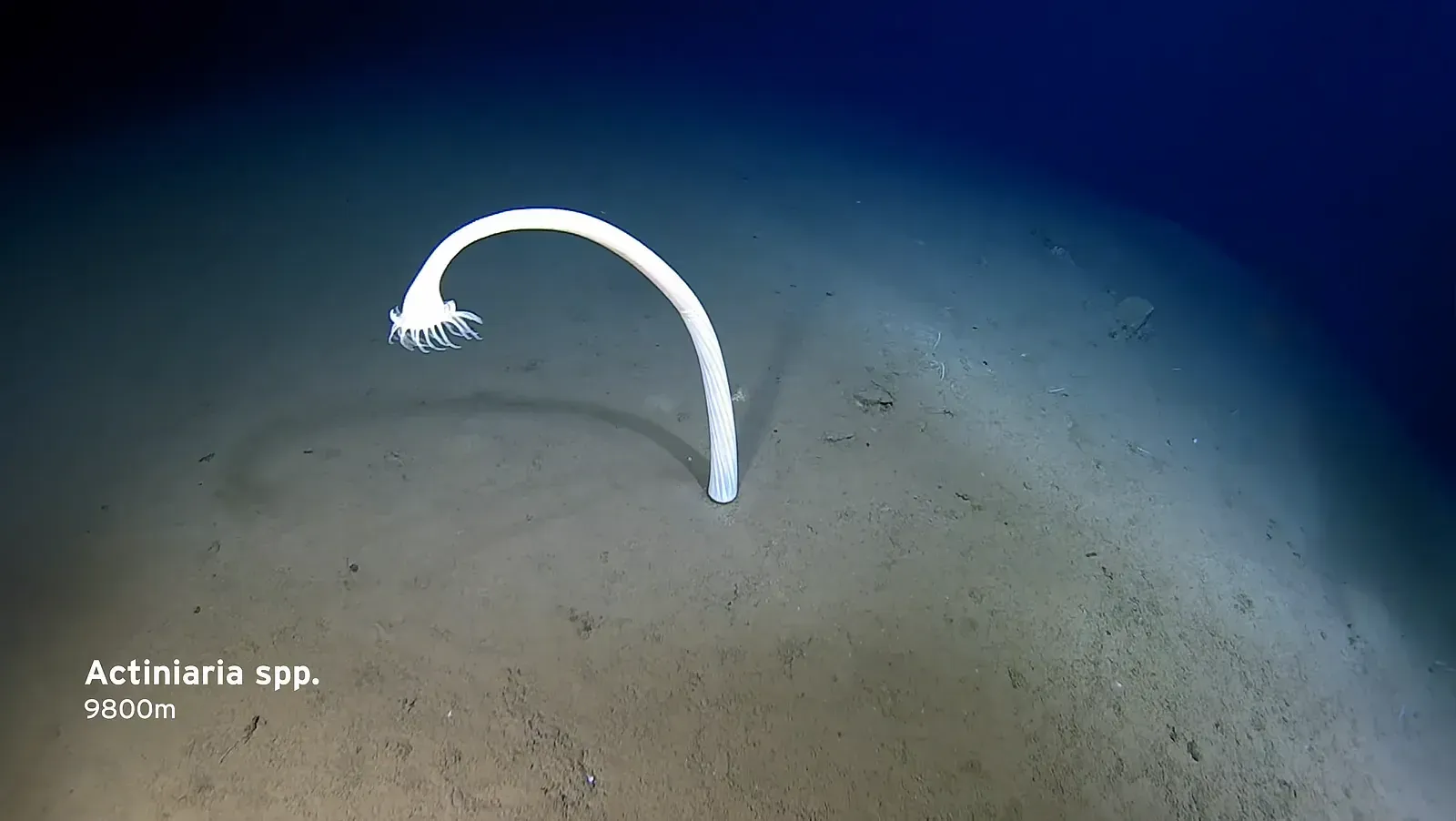 DeepSea Power & Light HD Multi SeaCam — 2