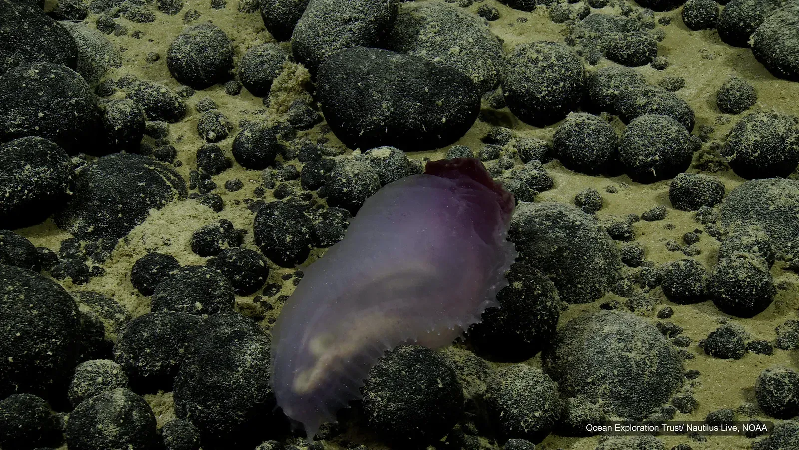 DeepSea Power & Light MxD SeaCam — 3