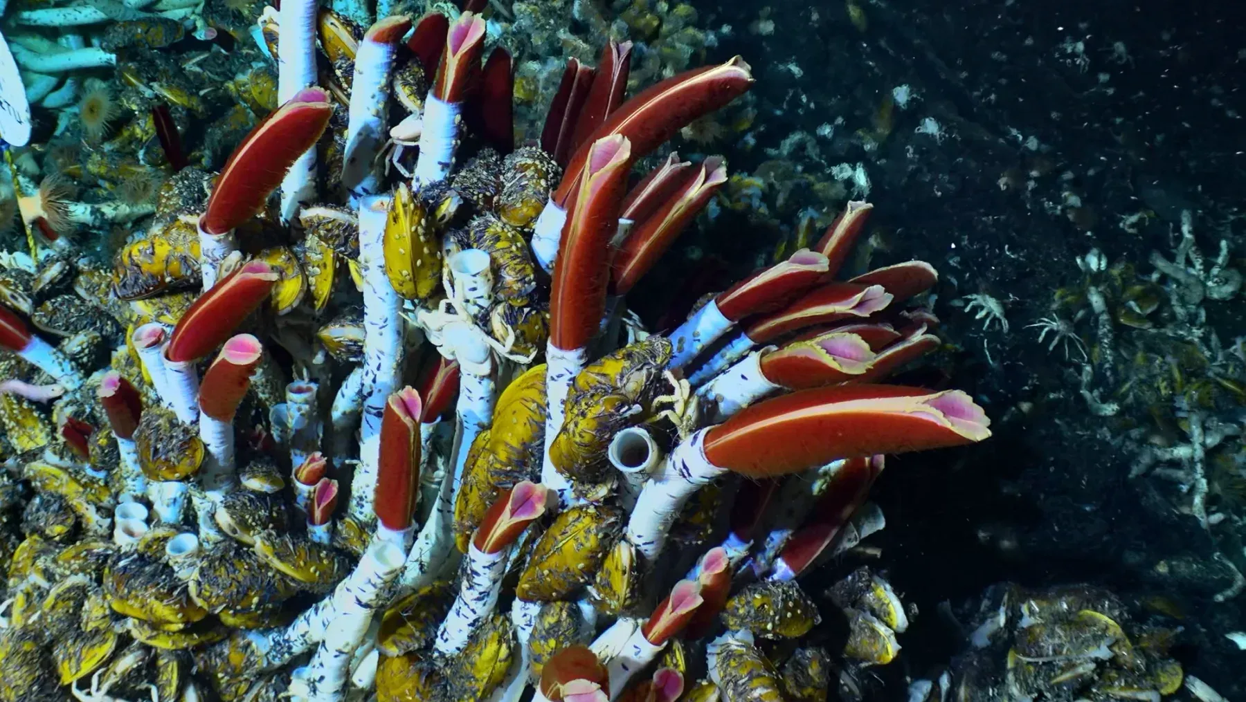 DeepSea Power & Light Optim SeaCam — 3